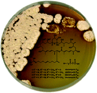 Graphical abstract: Revised structural assignment of azalomycins based on genomic and chemical analysis