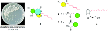 Graphical abstract: Miharadienes A–D with unique cyclic skeletons from a marine-derived Streptomyces miharaensis