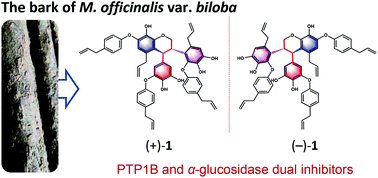 Graphical abstract: Oligomeric phenylpropanoids having new skeletons and hypoglycemic activity from Magnolia officinalis var. biloba