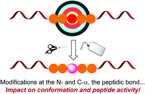 Graphical abstract: Site-selective modification of peptide backbones