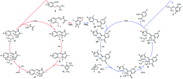 Graphical abstract: Transient directing group controlled regiodivergent C(sp3)–H and C(sp2)–H polyfluoroalkoxylation of aromatic aldehydes