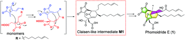 Graphical abstract: Phomoidrides E–G, three dimeric anhydrides from the fungus Pleosporales sp. give new insight to the biosynthesis of phomoidrides