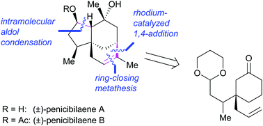 Graphical abstract: Total syntheses of (±)-penicibilaenes A and B via intramolecular aldol condensation