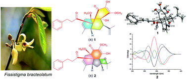 Graphical abstract: Fissisternoids A and B, two 2′,5′-quinodihydrochalcone-based meroterpenoid enantiomers with unusual carbon skeletons from Fissistigma bracteolatum