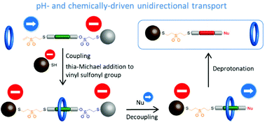 Graphical abstract: Vinyl sulfonyl chemistry-driven unidirectional transport of a macrocycle through a [2]rotaxane
