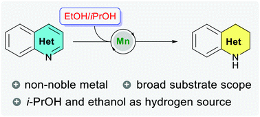 Graphical abstract: Transfer hydrogenation of N-heteroarenes with 2-propanol and ethanol enabled by manganese catalysis