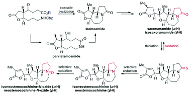 Graphical abstract: Total syntheses of seven stemoamide-type Stemona alkaloids