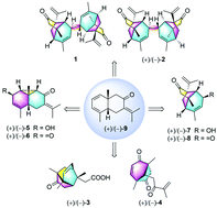 Graphical abstract: Eugenunilones A–H: rearranged sesquiterpenoids from Eugenia uniflora