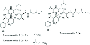 Graphical abstract: Total synthesis and stereochemistry establishment of tumescenamide A