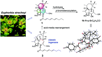 Graphical abstract: Euphorstranoids A and B, two highly rearranged ingenane diterpenoids from Euphorbia stracheyi: structural elucidation, chemical transformation, and lipid-lowering activity