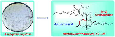 Graphical abstract: Asperosin A, a [4 + 2] Diels–Alder cycloaddition polyketide dimer from Aspergillus rugulosa with immunosuppressive activity