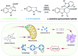 Graphical abstract: Organocatalytic asymmetric synthesis of multifunctionalized α-carboline-spirooxindole hybrids that suppressed proliferation in colorectal cancer cells