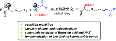 Graphical abstract: Concomitant functionalization of two different ketones by merging Brønsted acid catalysis and radical relay coupling