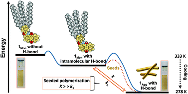 Graphical abstract: A novel pathway and seeded polymerizations of aggregates at the thermodynamic state for an amido-anthraquinone compound