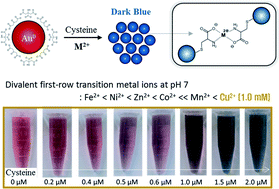 Graphical abstract: The effect of pH and transition metal ions on cysteine-assisted gold aggregation for a distinct colorimetric response