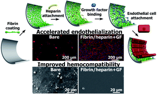 Graphical abstract: Endothelialization of an ePTFE vessel prosthesis modified with an antithrombogenic fibrin/heparin coating enriched with bound growth factors