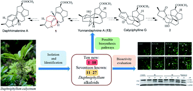 Graphical abstract: Calycindaphines A–J, Daphniphyllum alkaloids from the roots of Daphniphyllum calycinum