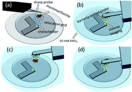 Graphical abstract: Quality control of direct cell–mineral adhesion measurements in air and liquid using inverse AFM imaging