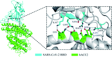 Graphical abstract: Insight into the origin of SARS-CoV-2 through structural analysis of receptor recognition: a molecular simulation study