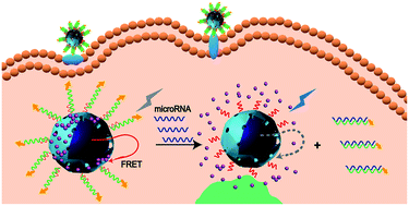 Graphical abstract: A nanoprobe for fluorescent monitoring of microRNA and targeted delivery of drugs