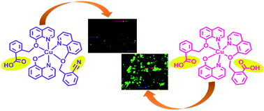 Graphical abstract: Ligand substituent effect on the cytotoxicity activity of two new copper(ii) complexes bearing 8-hydroxyquinoline derivatives: validated by MTT assay and apoptosis in MCF-7 cancer cell line (human breast cancer)