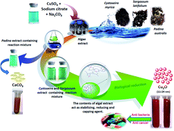 Graphical abstract: Algae-mediated route to biogenic cuprous oxide nanoparticles and spindle-like CaCO3: a comparative study, facile synthesis, and biological properties