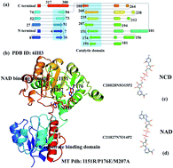 Graphical abstract: Exploration of the cofactor specificity of wild-type phosphite dehydrogenase and its mutant using molecular dynamics simulations