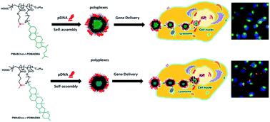 Graphical abstract: Natural steroid-based cationic copolymers cholesterol/diosgenin-r-PDMAEMAs and their pDNA nanoplexes: impact of steroid structures and hydrophobic/hydrophilic ratios on pDNA delivery