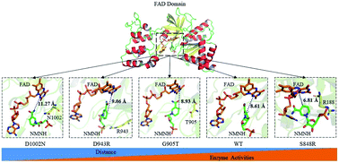Graphical abstract: Engineering the biomimetic cofactors of NMNH for cytochrome P450 BM3 based on binding conformation refinement
