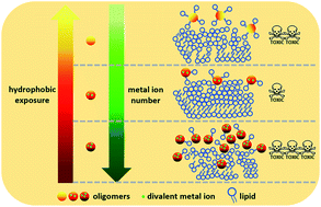 Graphical abstract: Regulation of divalent metal ions to the aggregation and membrane damage of human islet amyloid polypeptide oligomers
