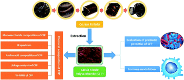 Graphical abstract: Chemical characterization of Cassia fistula polysaccharide (CFP) and its potential application as a prebiotic in synbiotic preparation