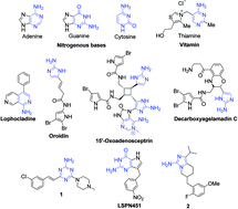 Graphical abstract: α-Aminoazoles/azines: key reaction partners for multicomponent reactions