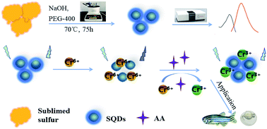 Graphical abstract: Sulfur quantum dot-based “ON–OFF–ON” fluorescence platform for detection and bioimaging of Cr(vi) and ascorbic acid in complex environmental matrices and biological tissues