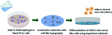 Graphical abstract: Conductive chitosan/polyaniline hydrogel with cell-imprinted topography as a potential substrate for neural priming of adipose derived stem cells