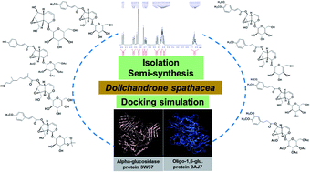 Graphical abstract: Isolation, semi-synthesis, docking-based prediction, and bioassay-based activity of Dolichandrone spathacea iridoids: new catalpol derivatives as glucosidase inhibitors