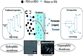Graphical abstract: Hydrophilic and organophilic pervaporation of industrially important α,β and α,ω-diols