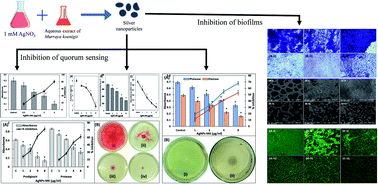 Graphical abstract: Biofabricated silver nanoparticles exhibit broad-spectrum antibiofilm and antiquorum sensing activity against Gram-negative bacteria