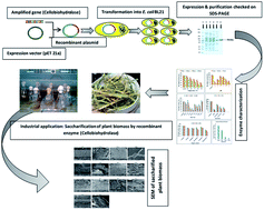 Graphical abstract: Efficient biomass saccharification using a novel cellobiohydrolase from Clostridium clariflavum for utilization in biofuel industry