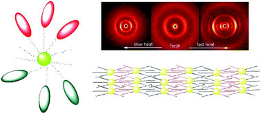 Graphical abstract: Gold nanoparticles grafted with chemically incompatible ligands