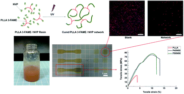 Graphical abstract: Photopolymerized poly(l-lactide-b-N-vinyl-2-pyrrolidone) network resists cell adhesion in situ