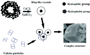 Graphical abstract: Carbonate biomineralization differentially induced by two psychrophilic Pseudomonas psychrophila strains isolated from an alpine travertine landform