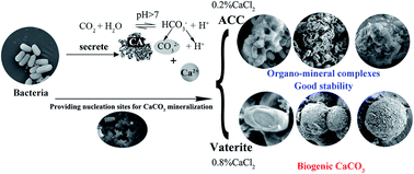 Graphical abstract: Bio-mineralisation, characterization, and stability of calcium carbonate containing organic matter