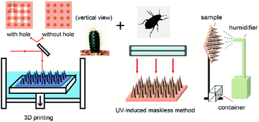 Graphical abstract: Study on the enhancing water collection efficiency of cactus- and beetle-like biomimetic structure using UV-induced controllable diffusion method and 3D printing technology