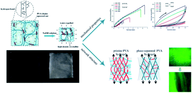 Graphical abstract: Mechanical behaviors and probabilistic multiphase network model of polyvinyl alcohol hydrogel after being immersed in sodium hydroxide solution