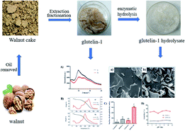 Graphical abstract: Characterization of structural, functional and antioxidant properties and amino acid composition of pepsin-derived glutelin-1 hydrolysate from walnut processing by-products