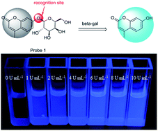 Graphical abstract: A ratiometric fluorescent probe for the detection of β-galactosidase and its application