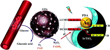 Graphical abstract: Enhancing the performance of photoelectrochemical glucose sensor via the electron cloud bridge of Au in SrTiO3/PDA electrodes