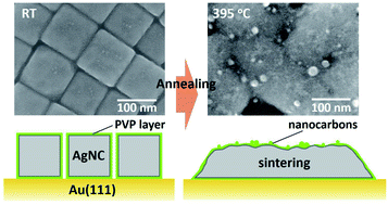 Graphical abstract: Thermally and photoinduced structural and chemical changes of a silver nanocube array on Au(111)