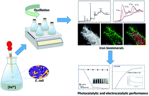 Graphical abstract: Escherichia coli templated iron oxide biomineralization under oscillation