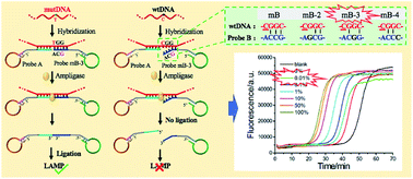 Graphical abstract: Ultra-specific genotyping of single nucleotide variants by ligase-based loop-mediated isothermal amplification coupled with a modified ligation probe